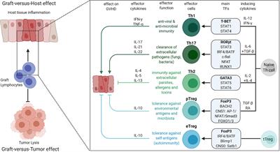 T Helper Cell Lineage-Defining Transcription Factors: Potent Targets for Specific GVHD Therapy?